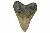 Serrated, Fossil Megalodon Tooth - North Carolina #355843-2